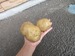 【イベント】ジャガイモを収穫しました
